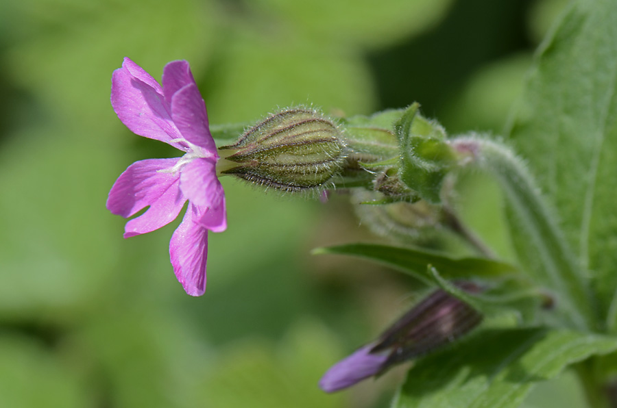 Silene dioica